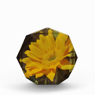 Yellow Sunflower Award