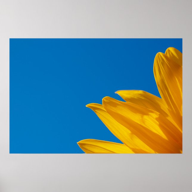 Yellow Sunflower & Azure Sky Poster (Front)