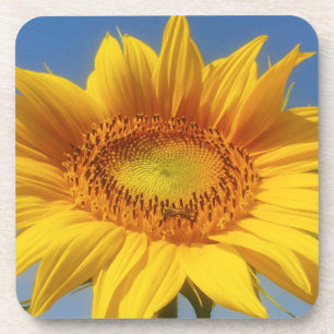 Yellow Sunflower Beverage Coaster