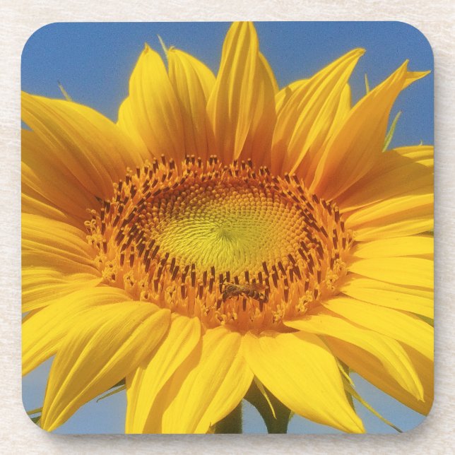 Yellow Sunflower Beverage Coaster (Front)