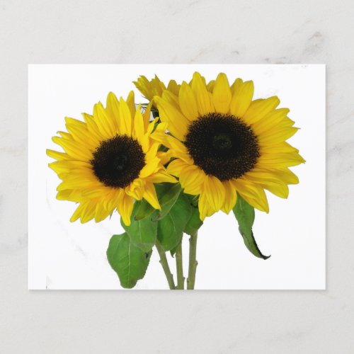 Yellow Sunflower Blank Floral Postcard