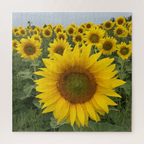 Yellow Sunflower Blooms Country Botanical Jigsaw Puzzle