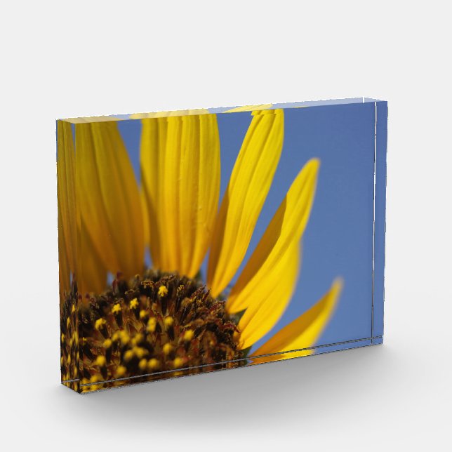 Yellow Sunflower Blue Sky Acrylic Award (Left)