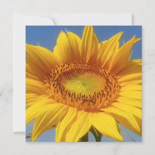 Yellow Sunflower Card