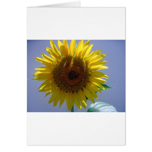 Yellow Sunflower Cards (Front)