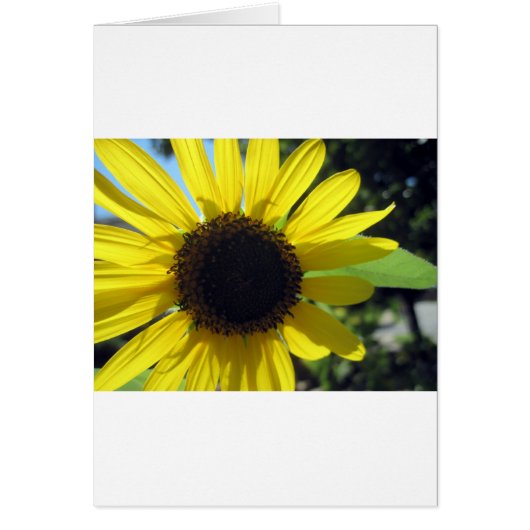 Yellow Sunflower Cards (Front)