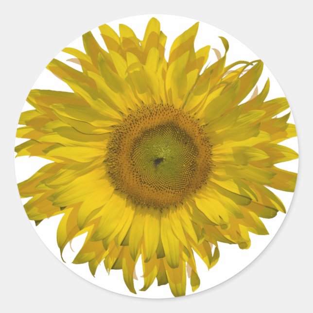 Yellow Sunflower  Classic Round Sticker (Front)