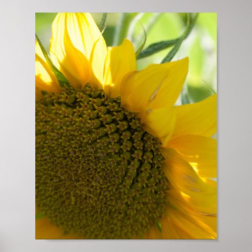 yellow sunflower close up poster