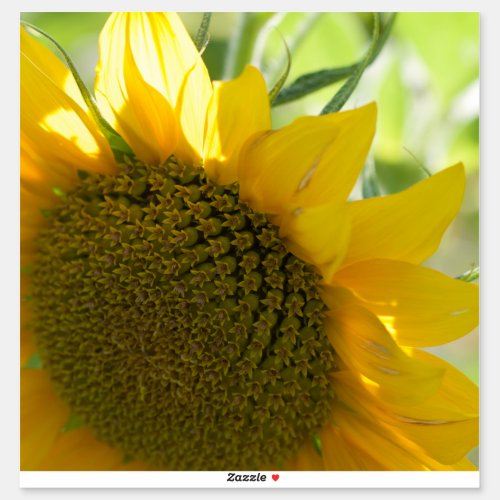 yellow sunflower close up sticker