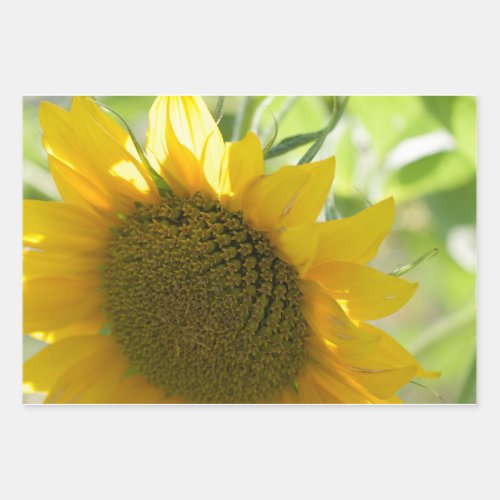 yellow sunflower close up wrapping paper sheets