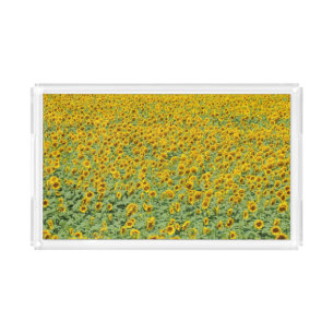 Yellow Sunflower Field Acrylic Tray