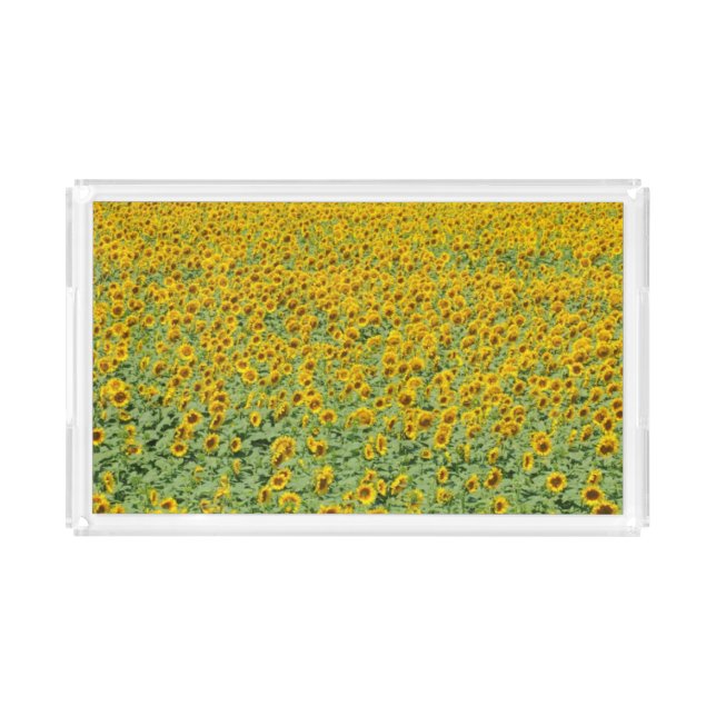 Yellow Sunflower Field Acrylic Tray (Front)
