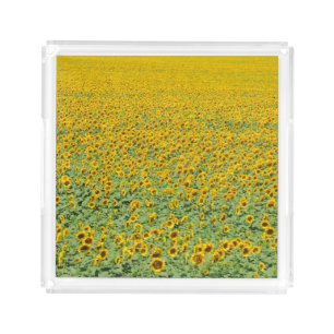 Yellow Sunflower Field Acrylic Tray