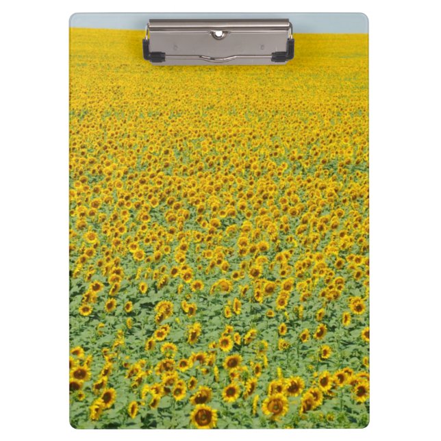 Yellow Sunflower Field Clipboard (Front)