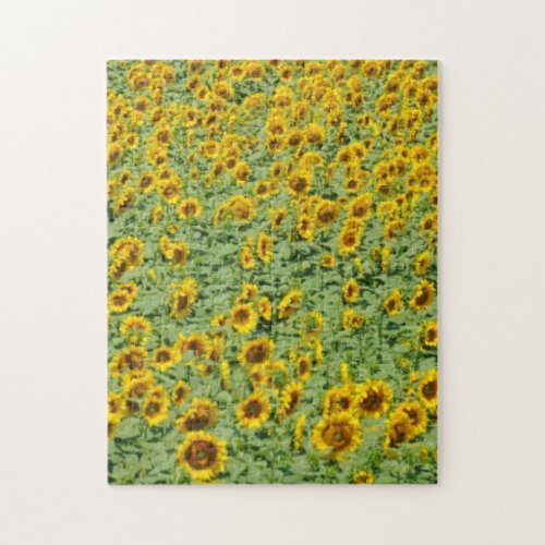 Yellow Sunflower Field Jigsaw Puzzle