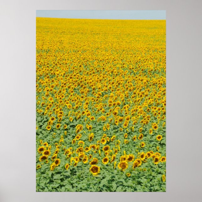 Yellow Sunflower Field Poster (Front)