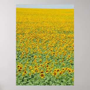 Yellow Sunflower Field Poster