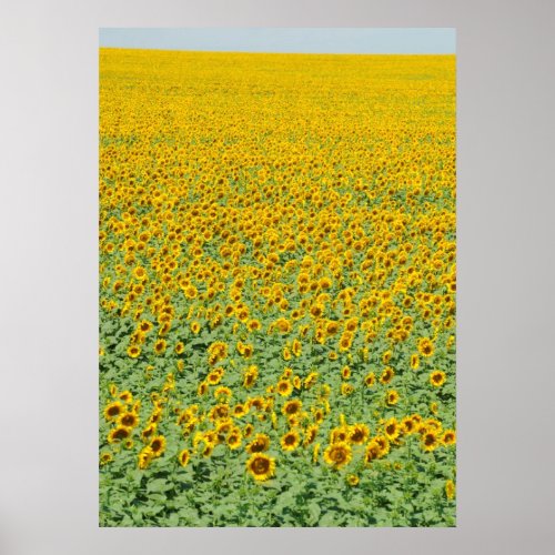 Yellow Sunflower Field Poster