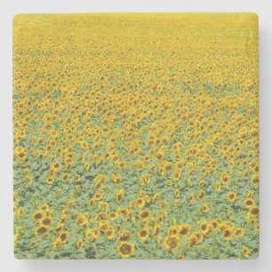 Yellow Sunflower Field Stone Coaster