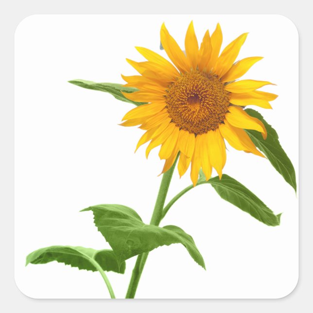 Yellow Sunflower Floral Stickers (Front)