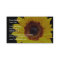 Yellow sunflower  flowers