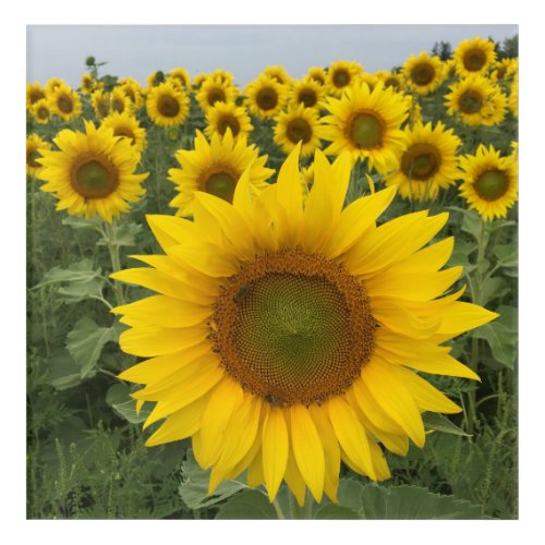 Yellow Sunflower Harvest Acrylic Print