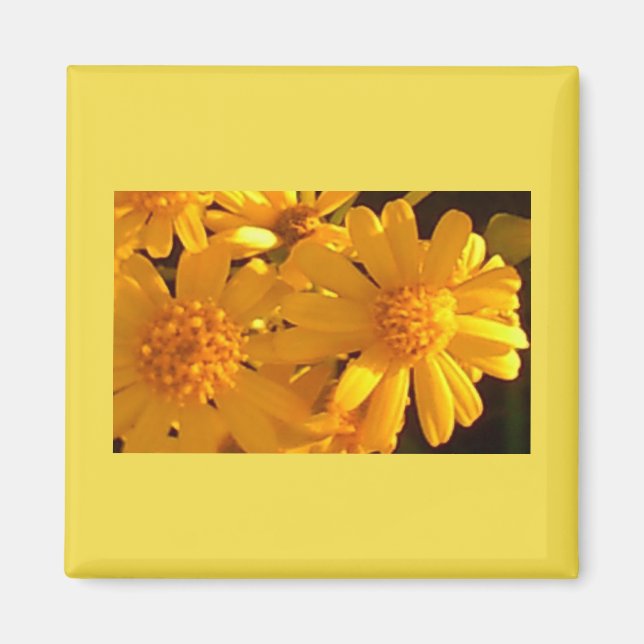 Yellow Sunflower Magnet (Front)
