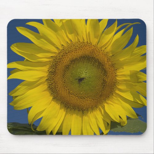 Yellow Sunflower Mouse Pad