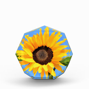 Yellow Sunflower on Blue Sky Photo Block Gift