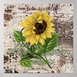 Yellow Sunflower on rustic wooden panel Poster
