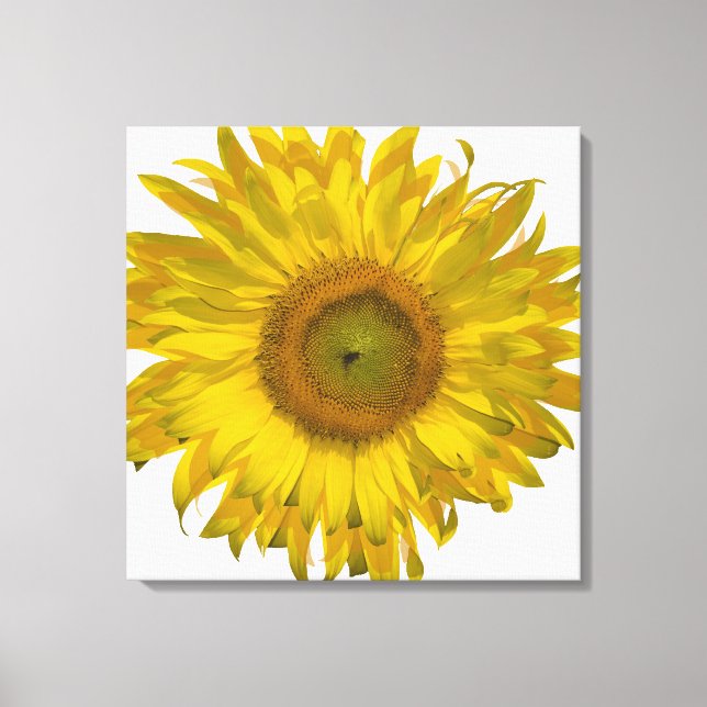Yellow Sunflower on White Canvas Print (Front)