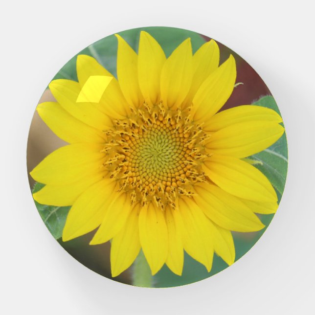 Yellow Sunflower Paperweight (Front)