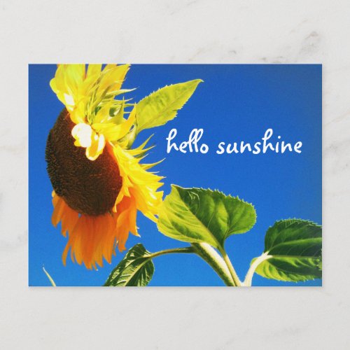 Yellow Sunflower Photo Hello Sunshine Script Bold Postcard