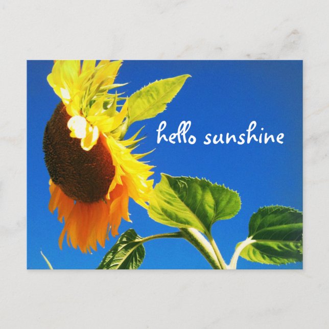 Yellow Sunflower Photo Hello Sunshine Script Bold Postcard (Front)