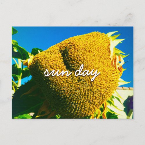 Yellow Sunflower Photo Sun Day Quote Script Postcard