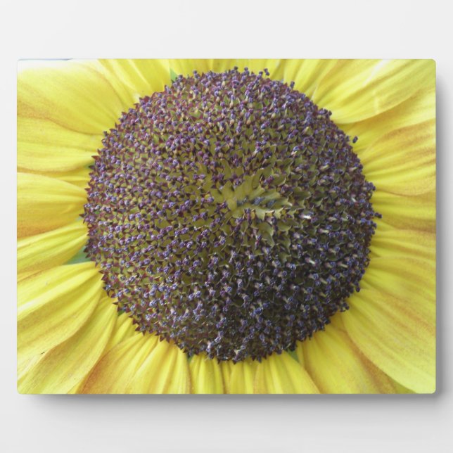 Yellow Sunflower Plaque (Front)