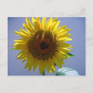 Yellow Sunflower Postcard