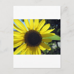 Yellow Sunflower Postcard