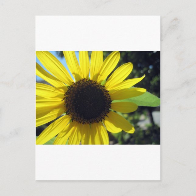 Yellow Sunflower Postcard (Front)