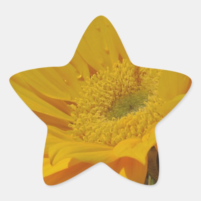 Yellow Sunflower Star Sticker (Front)