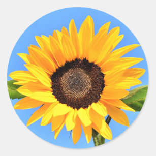 Yellow Sunflower Sticker Blue Sky
