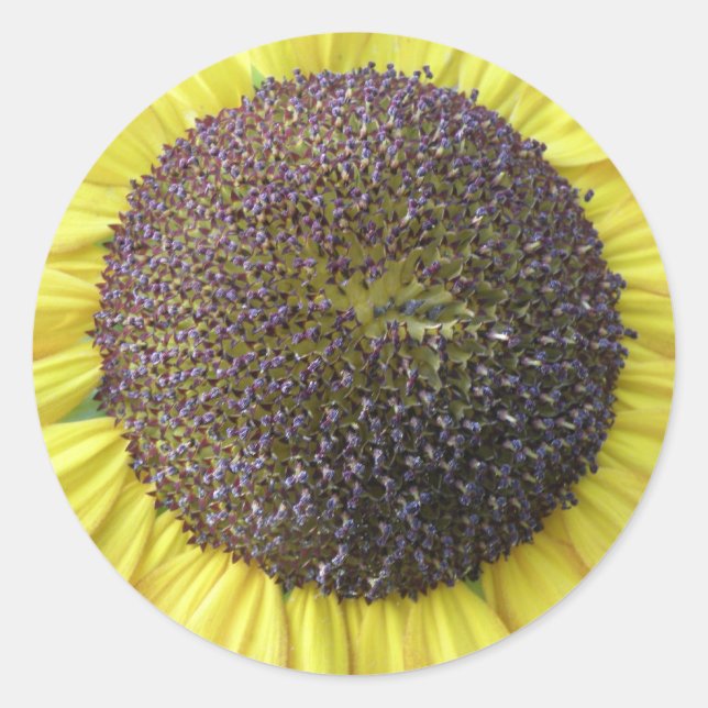 Yellow Sunflower Stickers (Front)