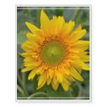 Yellow Sunflower Temporary Tattoos