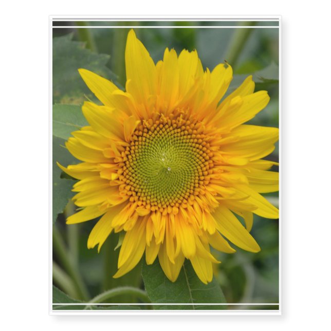 Yellow Sunflower Temporary Tattoos (Front)