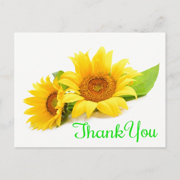 Yellow Sunflower Thank You Green Wedding Flowers Postcard | Zazzle