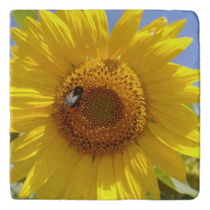 Yellow Sunflower Trivet