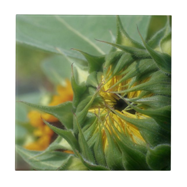 Yellow Sunflower Unfolding Nature Ceramic Tile (Front)