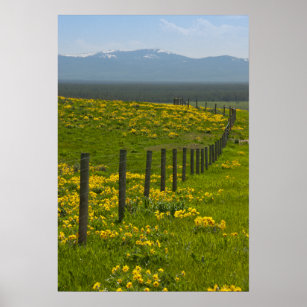 Yellow Sunflowers and Mountains Poster