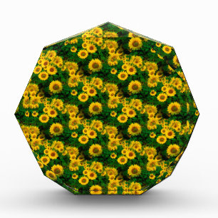 yellow sunflowers award