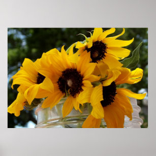 Yellow Sunflowers in a Jar Flower Photography Poster